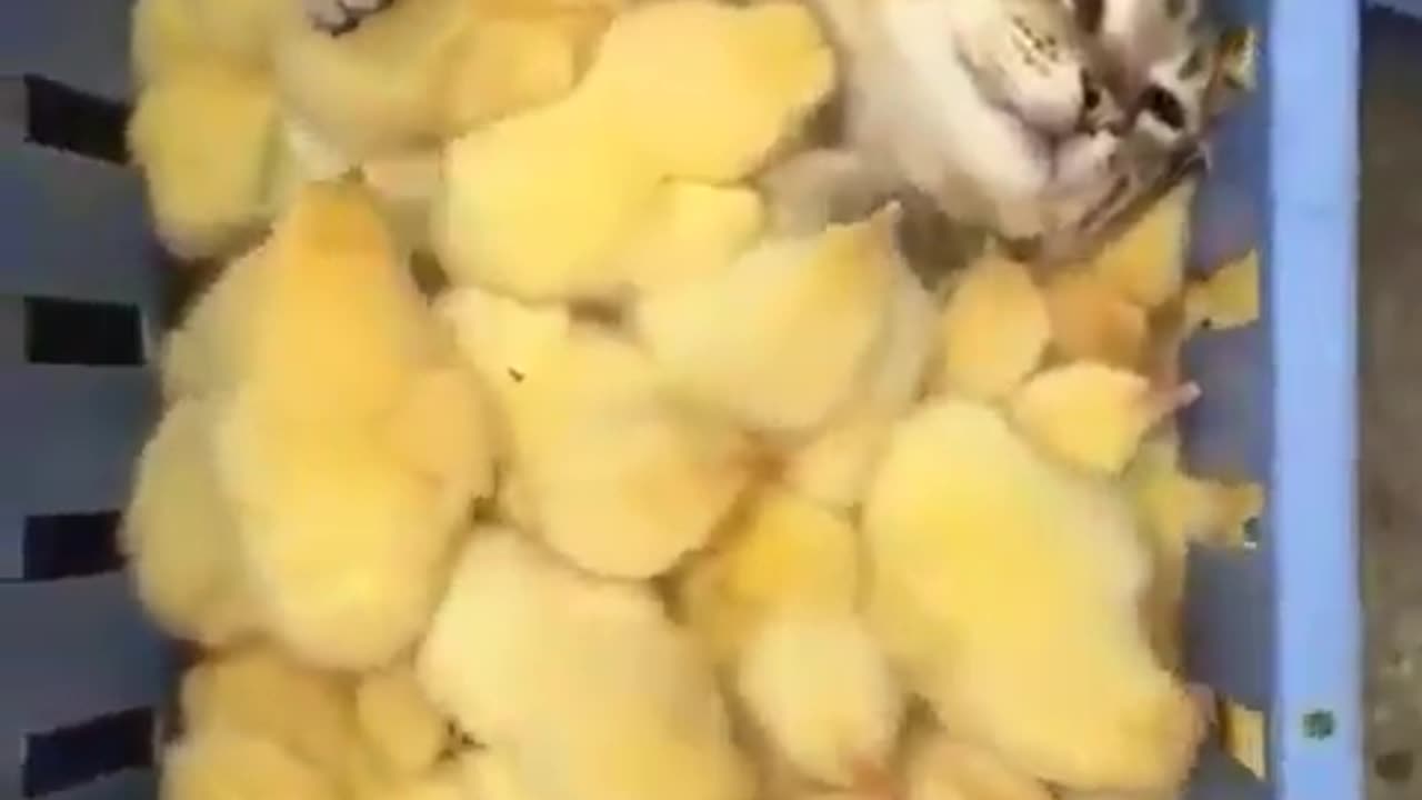 I think this cat can candle these chicks just fine