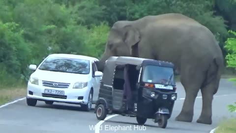 Angri eliphant attack 2025 srilanka