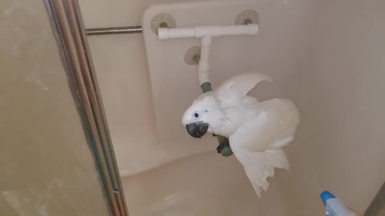 Onni Cockatoo Finally Took A Big Boy Shower