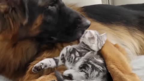 BIG DOG AND A KITTEN BECOME FRIENDS