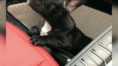 Try not to laugh dogs 😂🐶 comedy Videos 🤣🤣