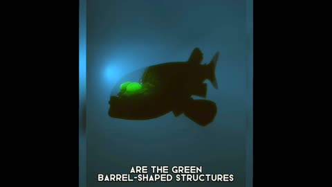 Barreleye Fish: The Transparent Marvel of the Deep Sea