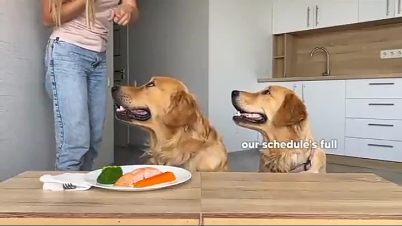 Dogs
