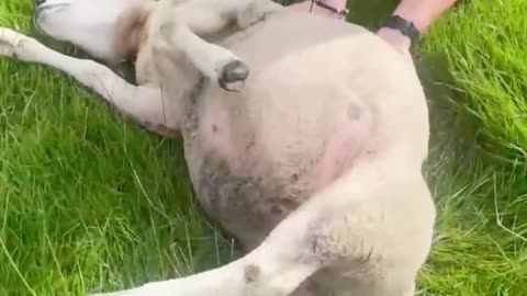 Two Girls Stop Their Car to Rescue a Stranded Sheep