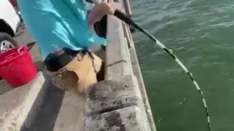 Catching a MONSTER grouper from under the PIER!! 💪 #skyway #fishing #bigfish