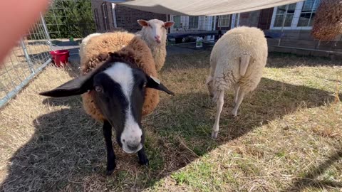 Meet our milking breed ewe lambs