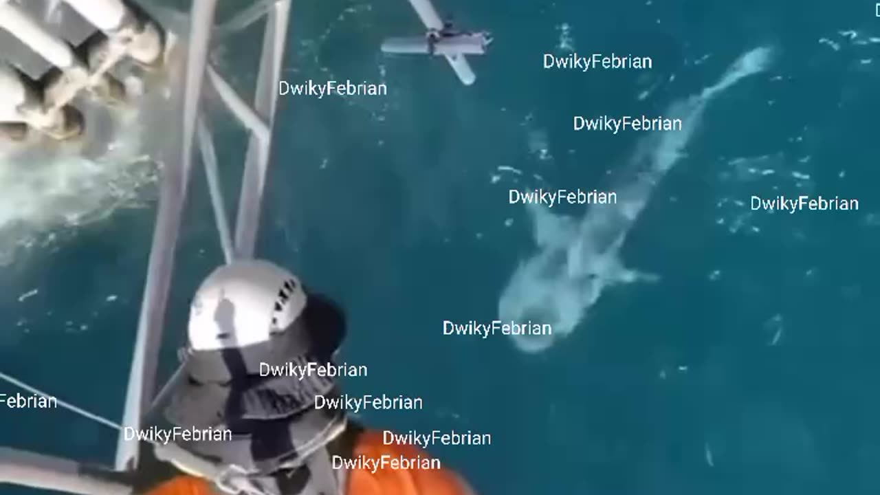 Shark Laut Lepas