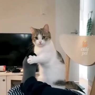 Funny cats 😂😂Credit : unknown