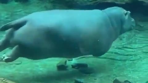 Fat Hippo Can Swim