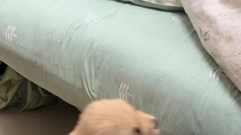 Introducing a New Puppy: The Cat's Hilarious Reaction