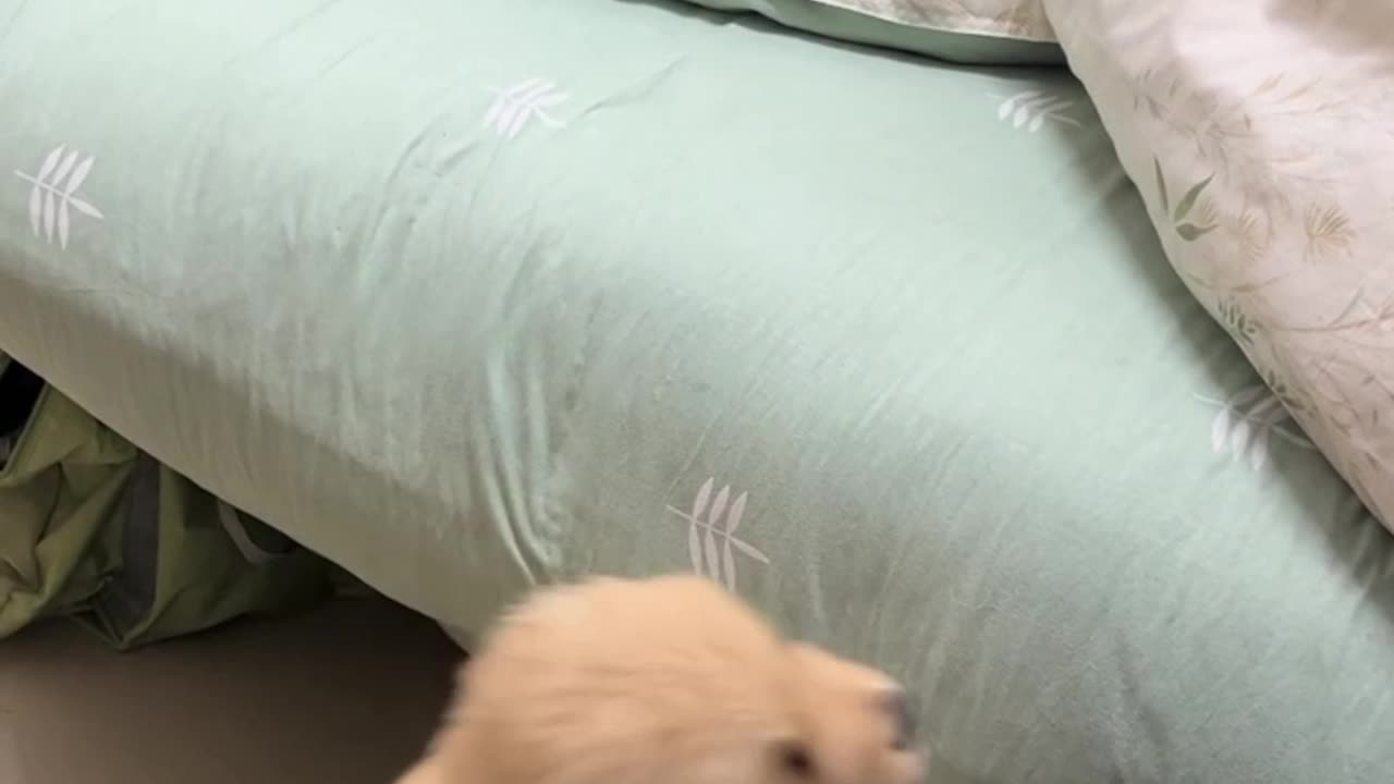 Introducing a New Puppy: The Cat's Hilarious Reaction