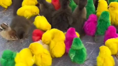 People look at these colorful chicks how beautiful ❤️😻