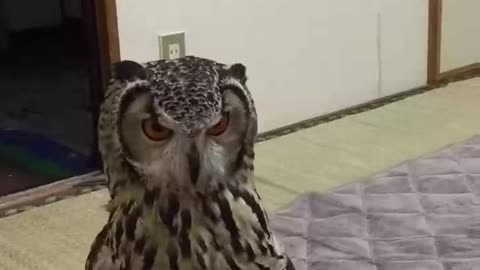 owl mad