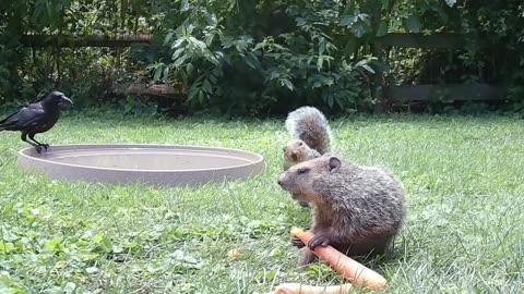 Squirrel dropkicks groundhog🐿️🐿️