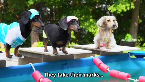 The Wienerlympics! - Cute & Funny Wiener Dog Video!