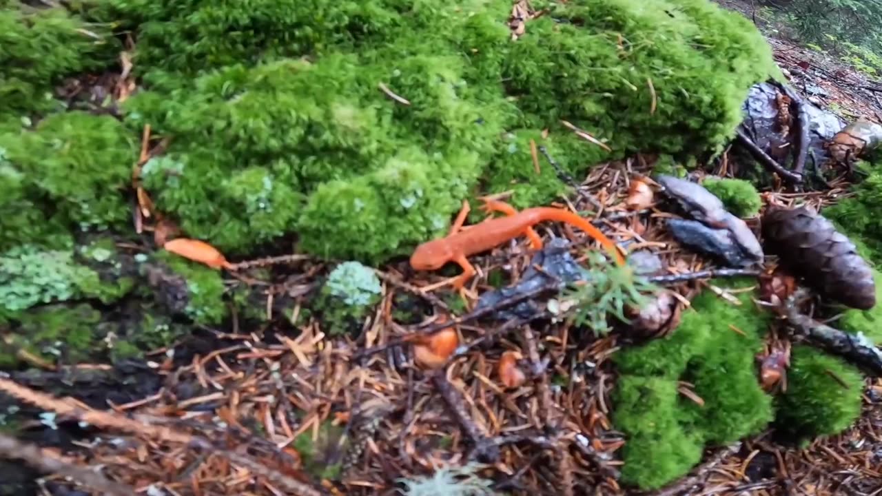 Eastern Newt