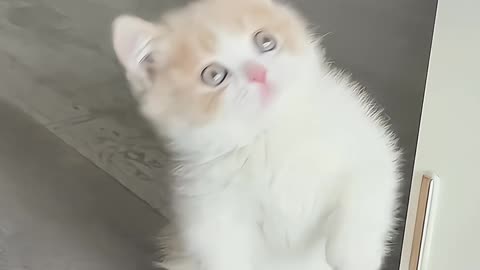 Let me see the cute kittens