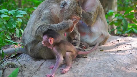 Baby Monkey EMORY: Newborn Baby Monkey With Strang EYES