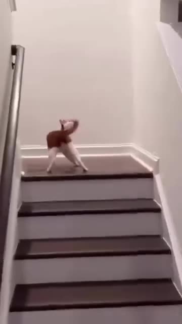 very silly cats🤣😺