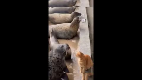 Funny Animals Funny Cats & Dogs - Funny Animals