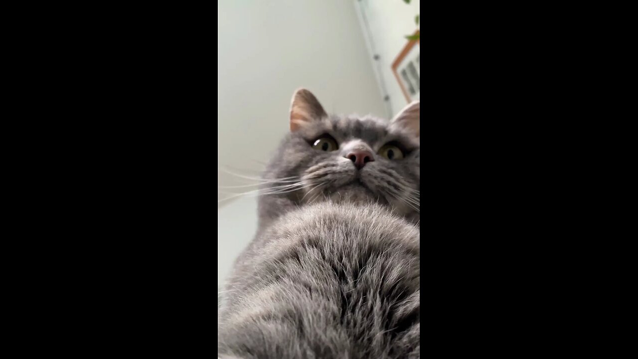 whattttt a Catttt ! 🥹🥰🥰