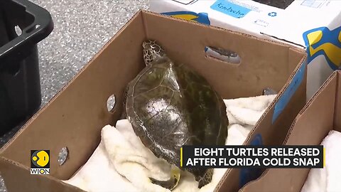 Eight Turtles Released After Florida Cold Snap