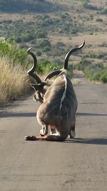 accident attack on dear