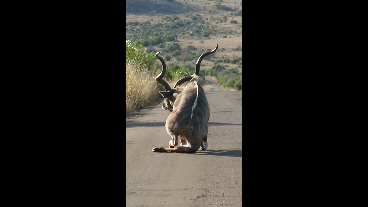accident attack on dear