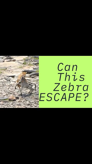 Can This Zebra ESCAPE? | Lion Vs Zebra