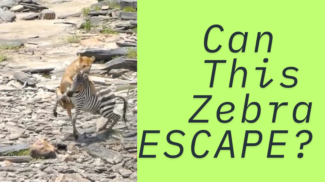 Can This Zebra ESCAPE? | Lion Vs Zebra