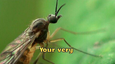 Why Mosquitoes Think You're a Five-Star Buffet: The Gross Truth Behind Your Bite Magnetism