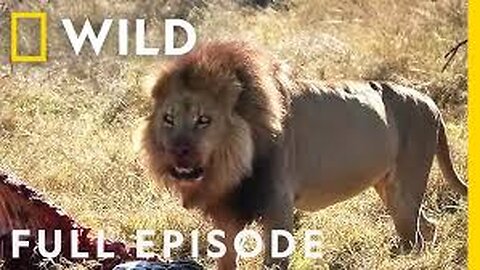 How a Lion Pride Hunts Prey | Cat Attack-tics