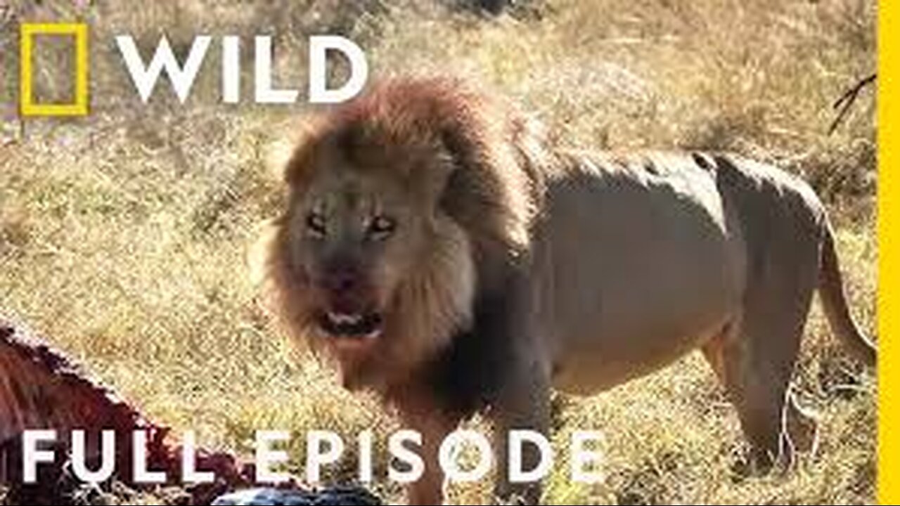 How a Lion Pride Hunts Prey | Cat Attack-tics