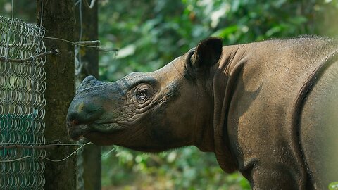 The World_s Smallest Rhino is Going Extinct