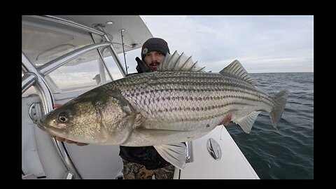 HUGE Migratory Striped Bass feeding frenzy!!