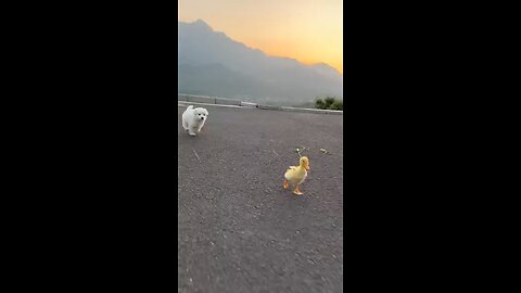 The day cute pet was cured by a puppy dog