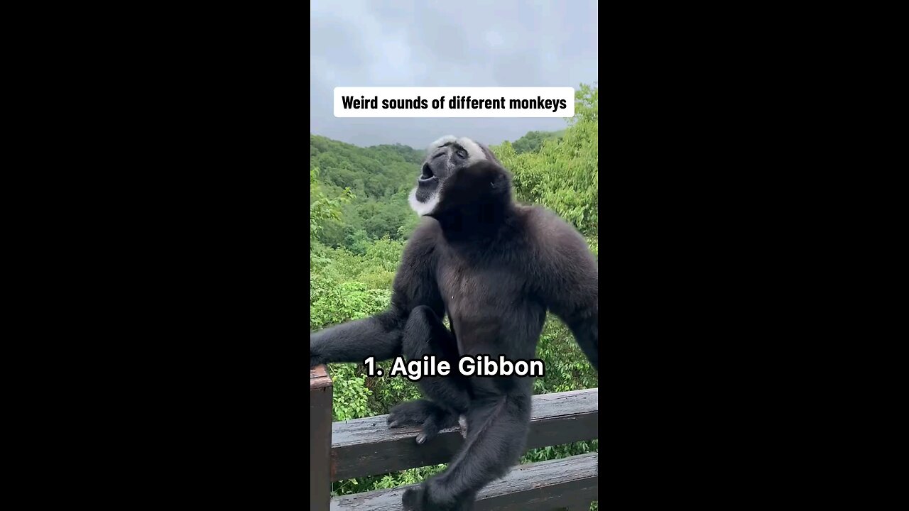 Monkey Sounds