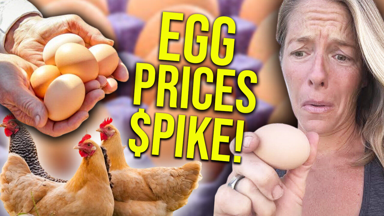 USDA: egg prices will spike in 2025 || Bryson Lipscomb