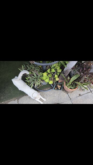 How Good is Your Karma ?! 🤔👂