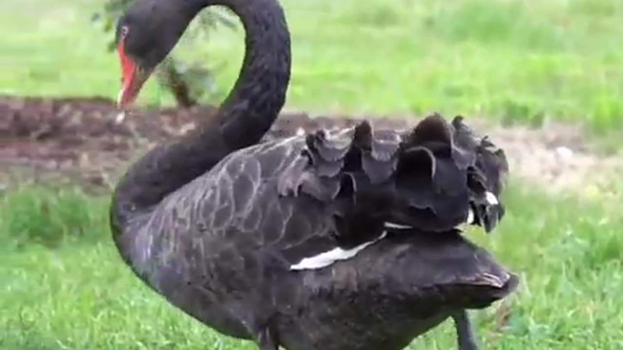 A black swan (Cygnus atratus) at Lake Wendouree, Ballarat.