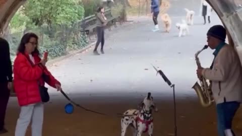 Doggo joins in