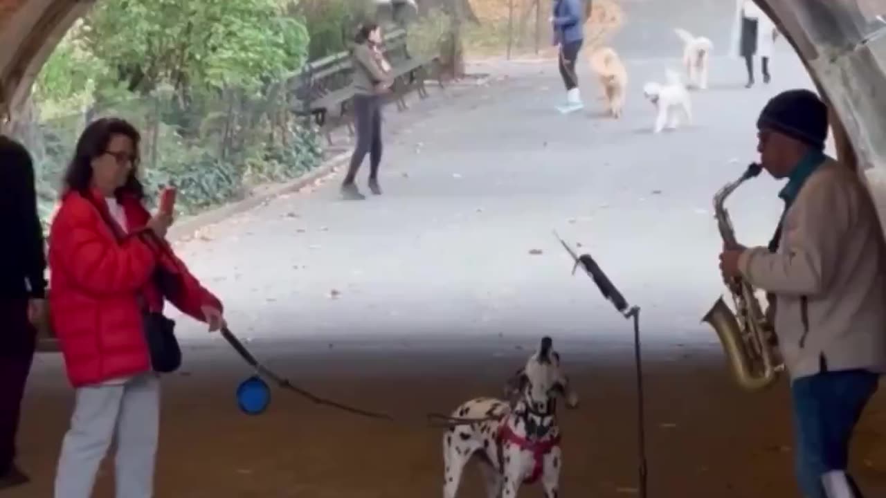 Doggo joins in