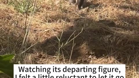 Rescue a baby opossum alone by a creek…