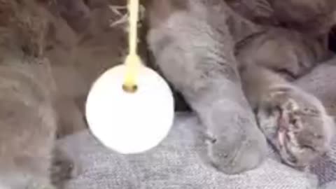 Funny animal moments