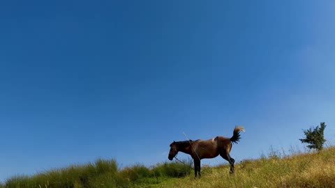 Bay Horse with Gulastra's Plume