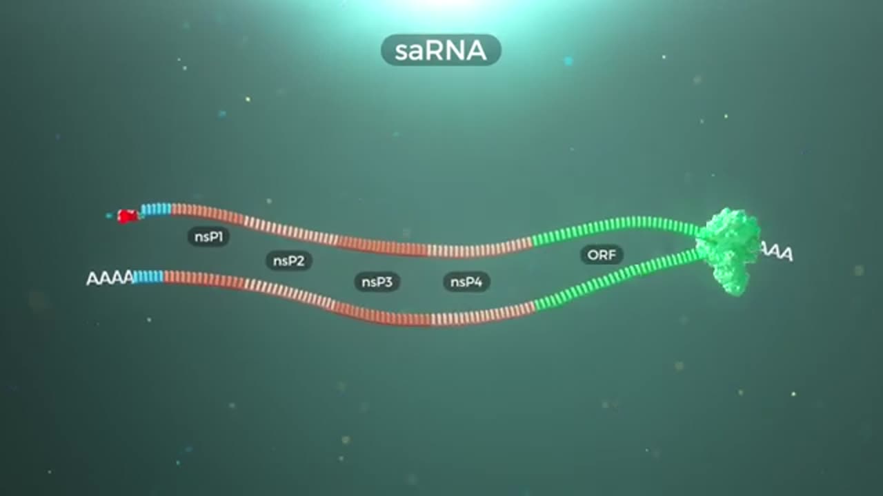 Circular and Self-Amplifying RNA Explained | GenScript Mode of Action - Life Science Animation