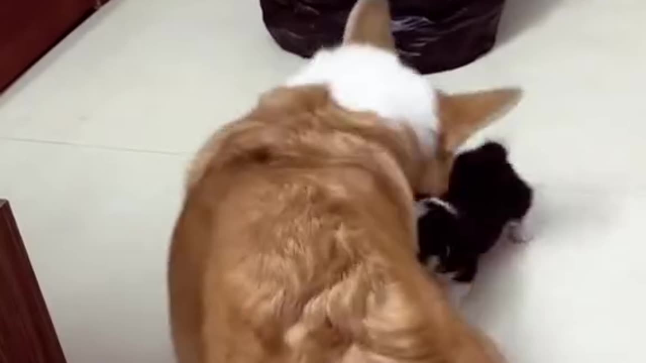 Corgi Lover