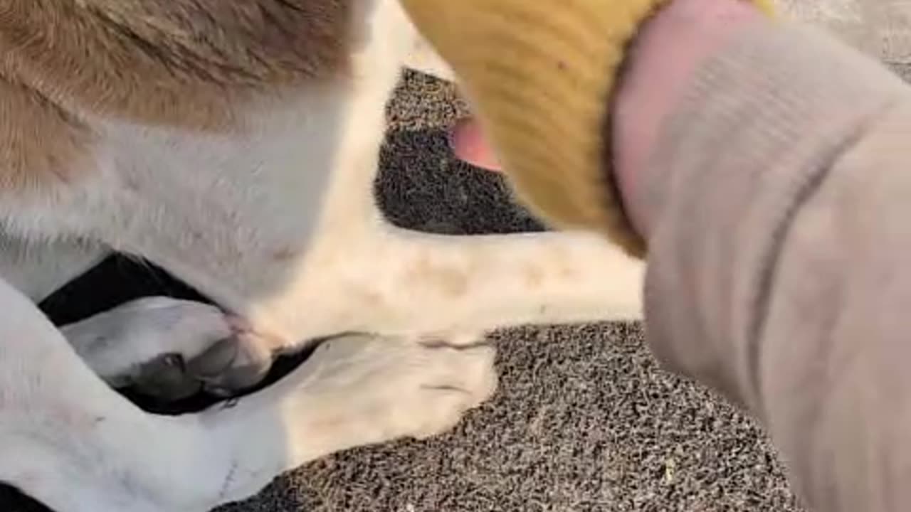 Dogs don't seem to notice thyme scent on my glove