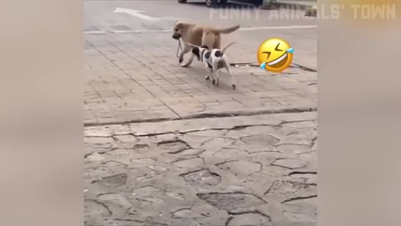 Funny animal video