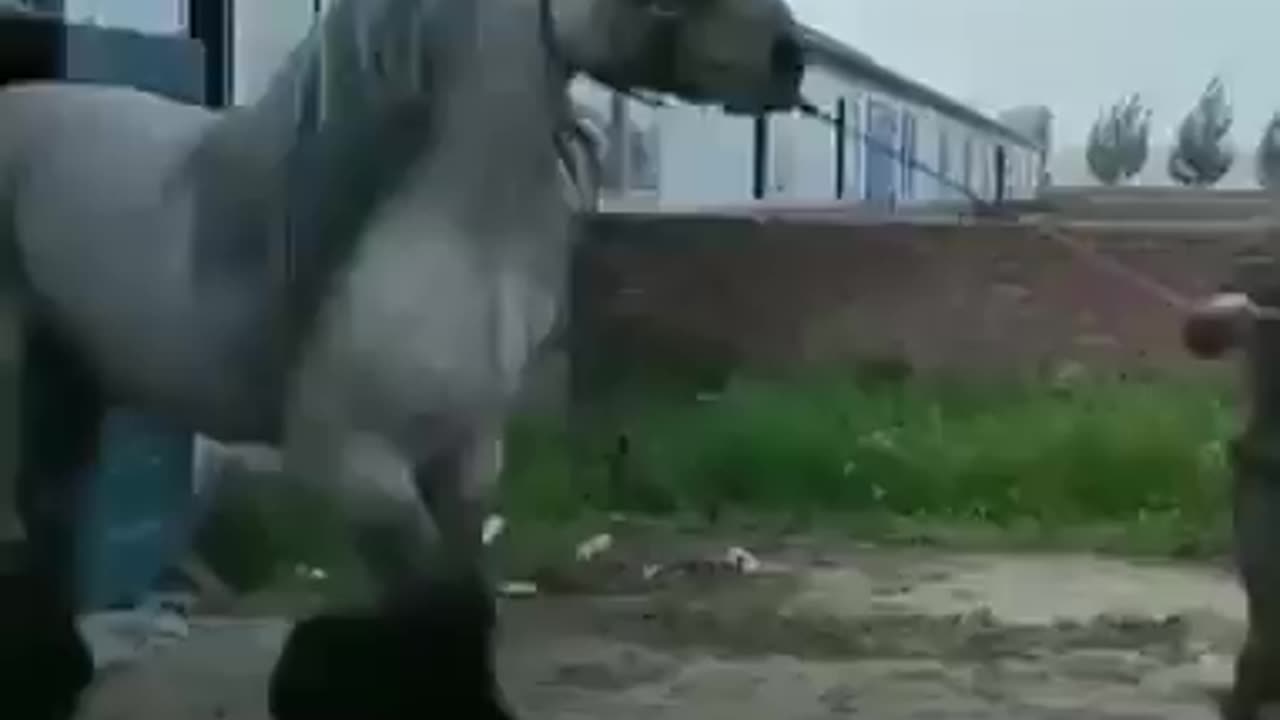 This is not a horse. This is a Mythical Beast